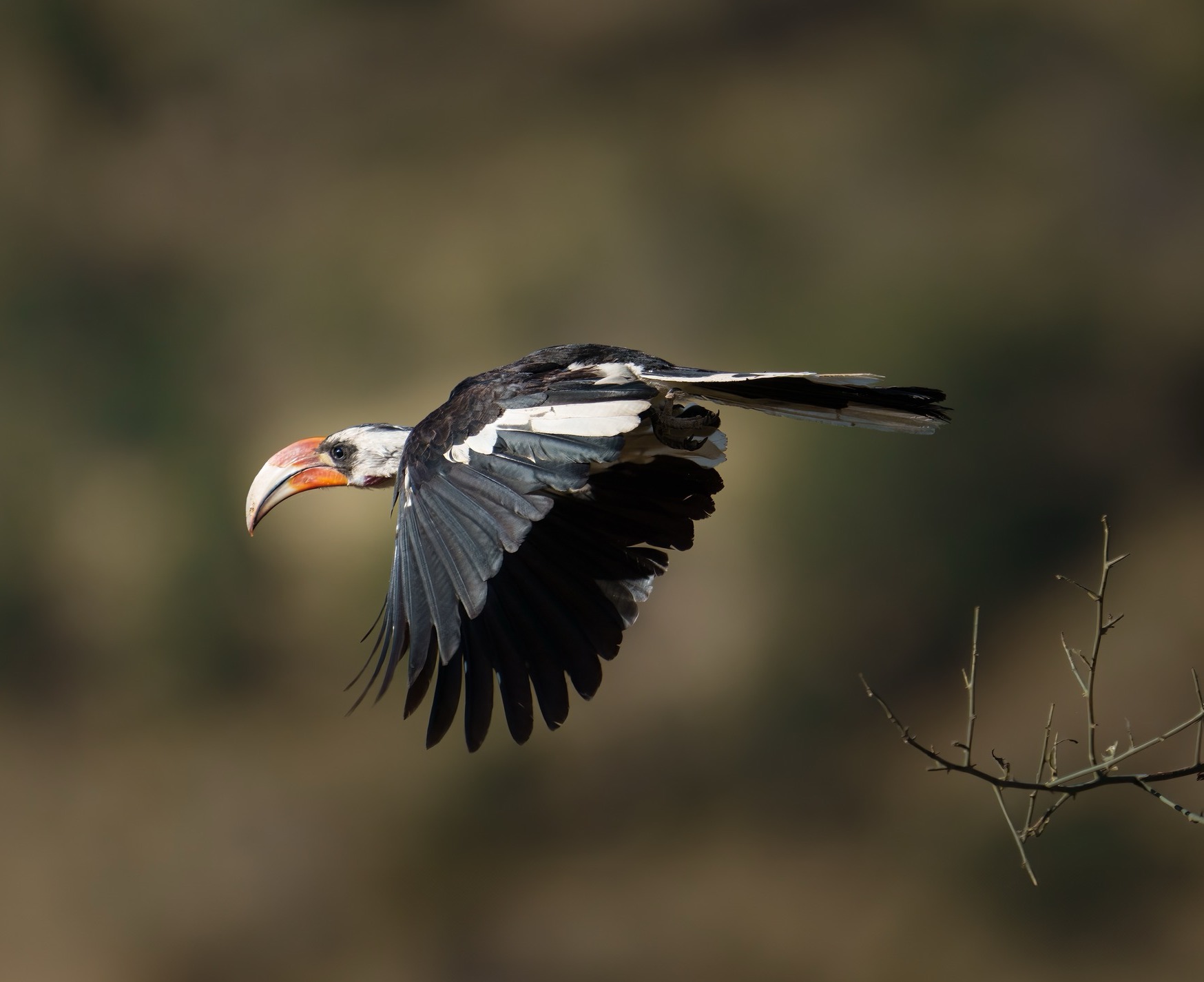 Von der Decken's hornbill bird flying